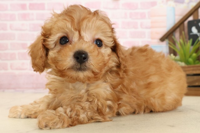 福岡県のトイプードル(トイ) (Coo&RIKU行橋店/2025年9月27日生まれ/男の子/アプリコット)の子犬の3枚目の画像