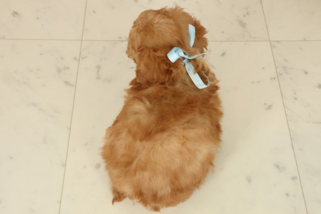 福岡県のトイプードル(トイ) (Coo&RIKU行橋店/2025年9月27日生まれ/男の子/アプリコット)の子犬の4枚目の画像