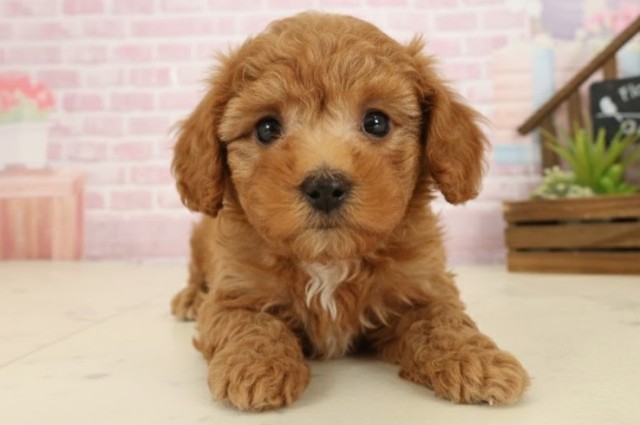 福岡県のトイプードル(トイ) (Coo&RIKU福岡西店/2025年9月27日生まれ/女の子/アプリコット)の子犬の1枚目の画像
