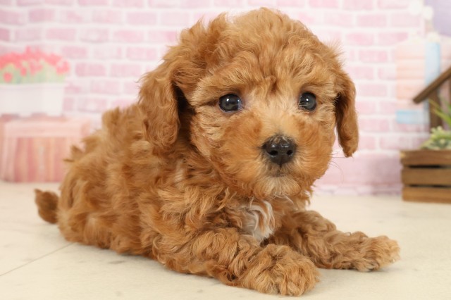 福岡県のトイプードル(トイ) (Coo&RIKU福岡西店/2025年9月27日生まれ/女の子/アプリコット)の子犬の2枚目の画像