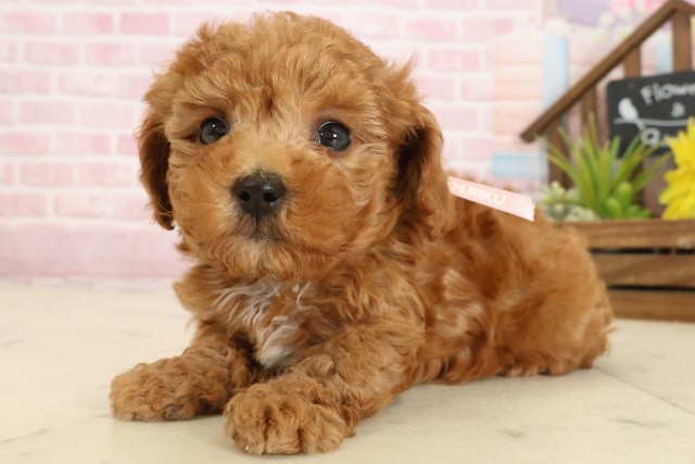 福岡県のトイプードル(トイ) (Coo&RIKU福岡西店/2025年9月27日生まれ/女の子/アプリコット)の子犬の3枚目の画像