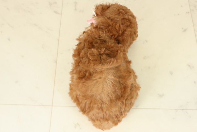 福岡県のトイプードル(トイ) (Coo&RIKU福岡西店/2025年9月27日生まれ/女の子/アプリコット)の子犬の4枚目の画像