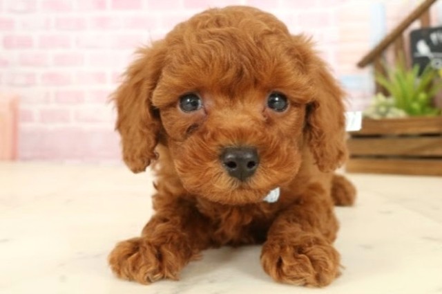 福岡県のトイプードル(トイ) (Coo&RIKU福岡東店/2025年9月26日生まれ/男の子/レッド)の子犬の1枚目の画像