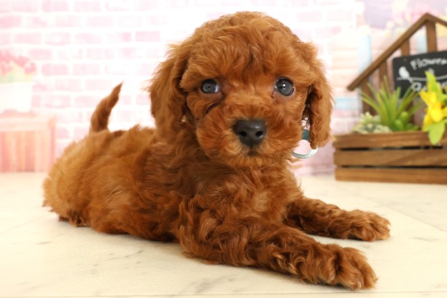 福岡県のトイプードル(トイ) (Coo&RIKU福岡東店/2025年9月26日生まれ/男の子/レッド)の子犬の2枚目の画像