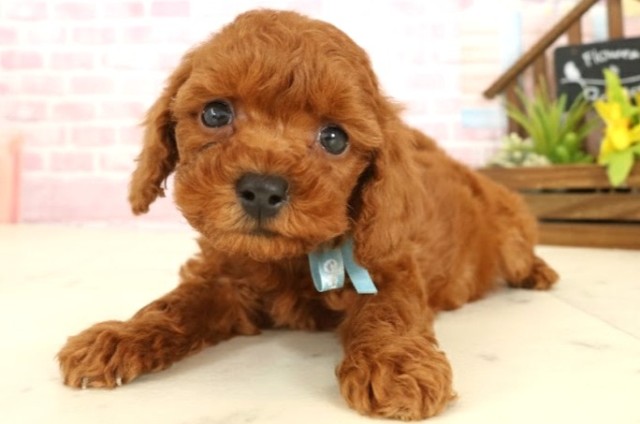 福岡県のトイプードル(トイ) (Coo&RIKU福岡東店/2025年9月26日生まれ/男の子/レッド)の子犬の3枚目の画像