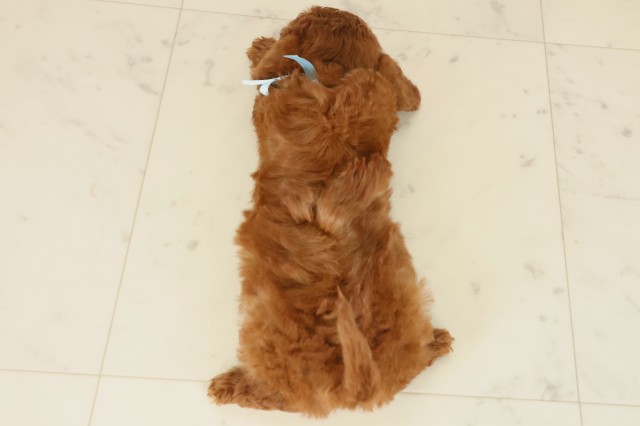 福岡県のトイプードル(トイ) (Coo&RIKU福岡東店/2025年9月26日生まれ/男の子/レッド)の子犬の4枚目の画像