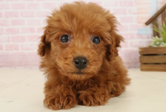 福岡県のトイプードル(トイ) (Coo&RIKU筑後店/2025年9月26日生まれ/男の子/レッド)の子犬の1枚目の画像