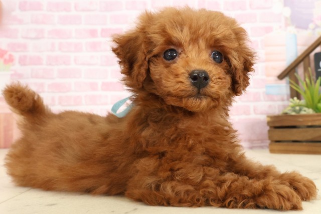 福岡県のトイプードル(トイ) (Coo&RIKU筑後店/2025年9月26日生まれ/男の子/レッド)の子犬の2枚目の画像