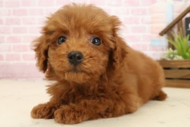 福岡県のトイプードル(トイ) (Coo&RIKU筑後店/2025年9月26日生まれ/男の子/レッド)の子犬の3枚目の画像