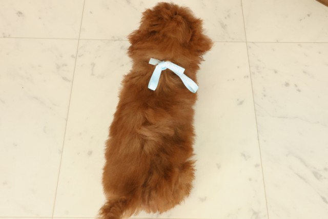 福岡県のトイプードル(トイ) (Coo&RIKU筑後店/2025年9月26日生まれ/男の子/レッド)の子犬の4枚目の画像