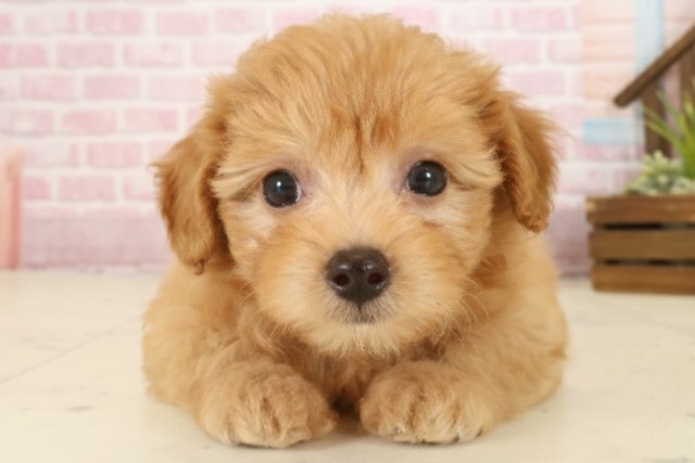 広島県のチワプー/プーチー(チワワ×プードル) (Coo&RIKUゆめタウン大竹店/2025年9月25日生まれ/男の子/アプリコット)の子犬の1枚目の画像
