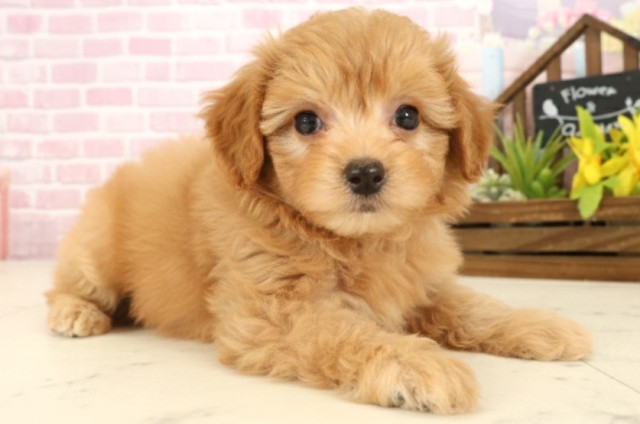 広島県のチワプー/プーチー(チワワ×プードル) (Coo&RIKUゆめタウン大竹店/2025年9月25日生まれ/男の子/アプリコット)の子犬の2枚目の画像