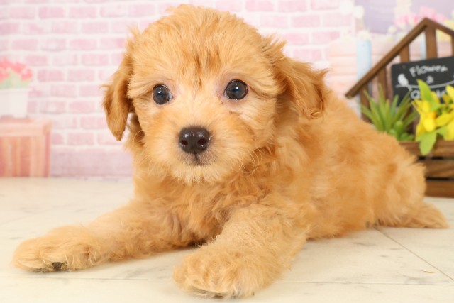 広島県のチワプー/プーチー(チワワ×プードル) (Coo&RIKUゆめタウン大竹店/2025年9月25日生まれ/男の子/アプリコット)の子犬の3枚目の画像