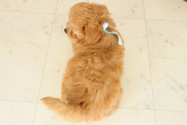 広島県のチワプー/プーチー(チワワ×プードル) (Coo&RIKUゆめタウン大竹店/2025年9月25日生まれ/男の子/アプリコット)の子犬の4枚目の画像