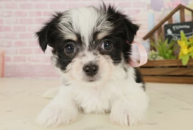 岡山県のチワマル/マルチワ(チワワ×マルチーズ) (Coo&RIKU岡山店/2025年9月26日生まれ/女の子/ブラックタンホワイト)の子犬の1枚目の画像