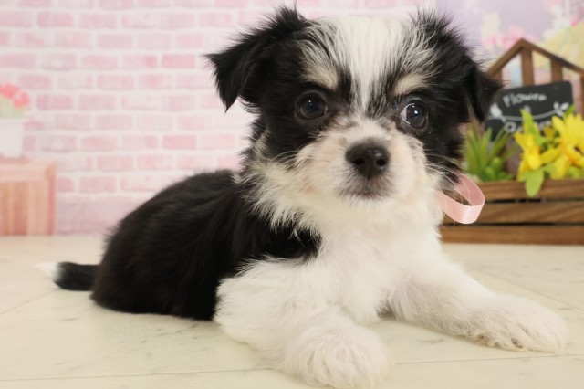 岡山県のチワマル/マルチワ(チワワ×マルチーズ) (Coo&RIKU岡山店/2025年9月26日生まれ/女の子/ブラックタンホワイト)の子犬の2枚目の画像