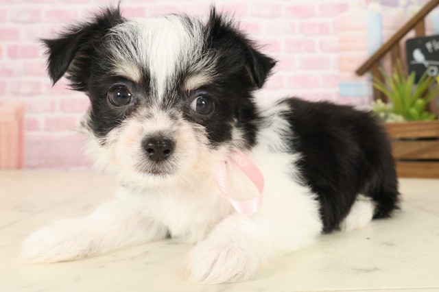 岡山県のチワマル/マルチワ(チワワ×マルチーズ) (Coo&RIKU岡山店/2025年9月26日生まれ/女の子/ブラックタンホワイト)の子犬の3枚目の画像