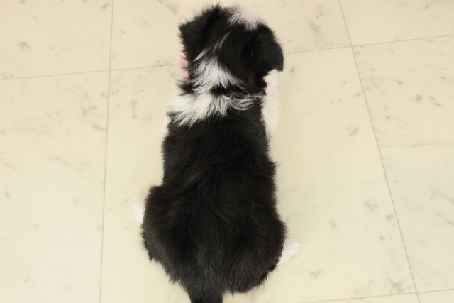 岡山県のチワマル/マルチワ(チワワ×マルチーズ) (Coo&RIKU岡山店/2025年9月26日生まれ/女の子/ブラックタンホワイト)の子犬の4枚目の画像