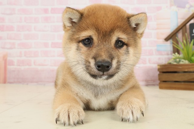 福岡県の豆柴 (Coo&RIKU福岡古賀店/2025年9月21日生まれ/男の子/赤)の子犬の1枚目の画像