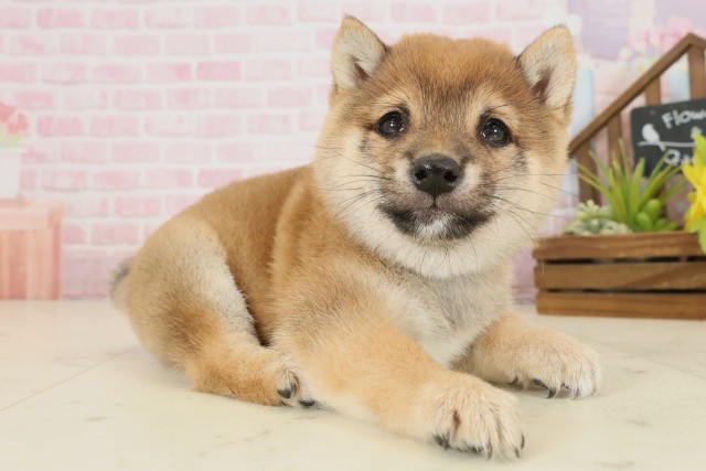 福岡県の豆柴 (Coo&RIKU福岡古賀店/2025年9月21日生まれ/男の子/赤)の子犬の2枚目の画像