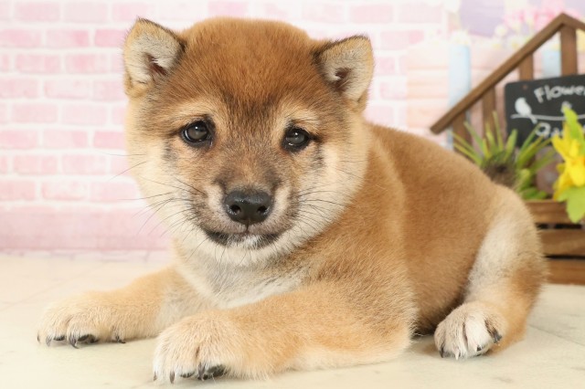 福岡県の豆柴 (Coo&RIKU福岡古賀店/2025年9月21日生まれ/男の子/赤)の子犬の3枚目の画像