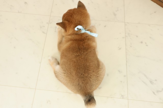 福岡県の豆柴 (Coo&RIKU福岡古賀店/2025年9月21日生まれ/男の子/赤)の子犬の4枚目の画像