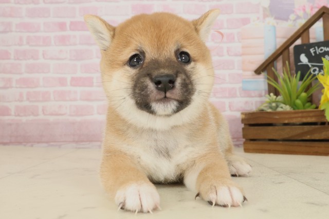 福岡県の豆柴 (Coo&RIKUゆめタウン飯塚店/2025年9月27日生まれ/女の子/赤)の子犬の1枚目の画像