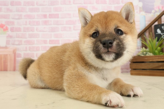 福岡県の豆柴 (Coo&RIKUゆめタウン飯塚店/2025年9月27日生まれ/女の子/赤)の子犬の2枚目の画像