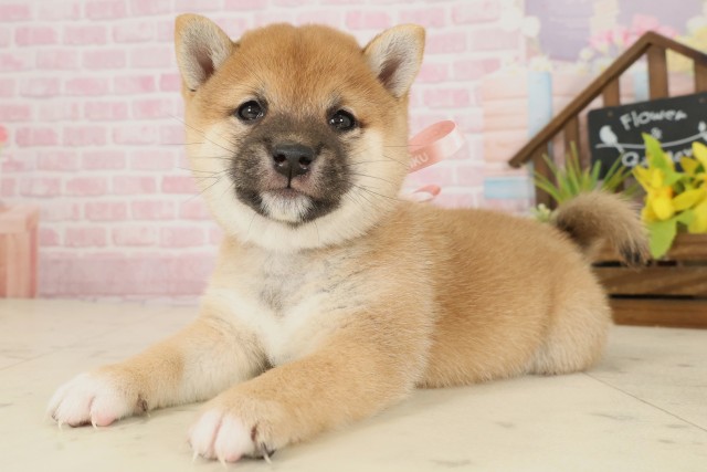 福岡県の豆柴 (Coo&RIKUゆめタウン飯塚店/2025年9月27日生まれ/女の子/赤)の子犬の3枚目の画像