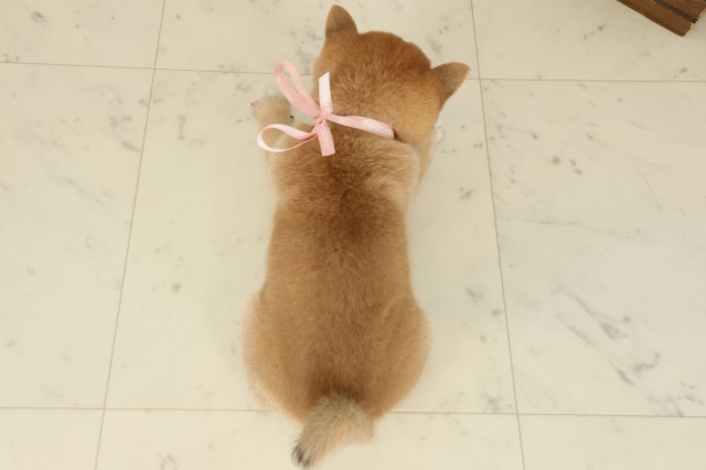 福岡県の豆柴 (Coo&RIKUゆめタウン飯塚店/2025年9月27日生まれ/女の子/赤)の子犬の4枚目の画像