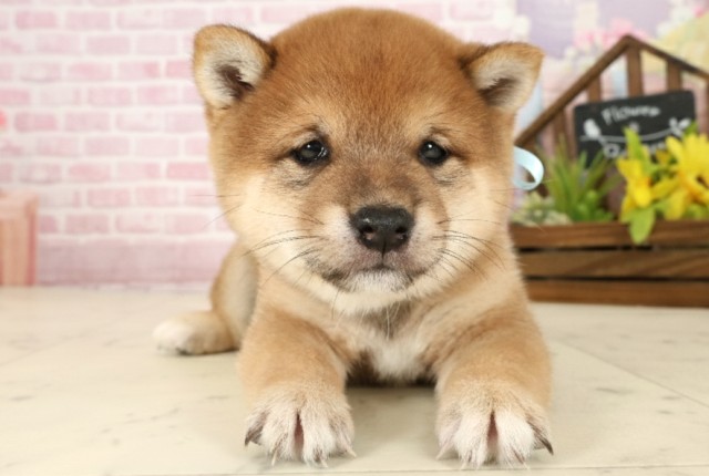 福岡県の豆柴 (Coo&RIKU福岡西店/2025年9月27日生まれ/男の子/赤)の子犬の1枚目の画像