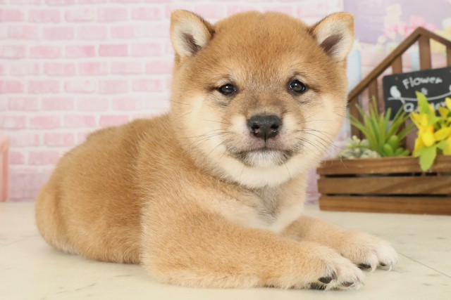 福岡県の豆柴 (Coo&RIKU福岡西店/2025年9月27日生まれ/男の子/赤)の子犬の2枚目の画像