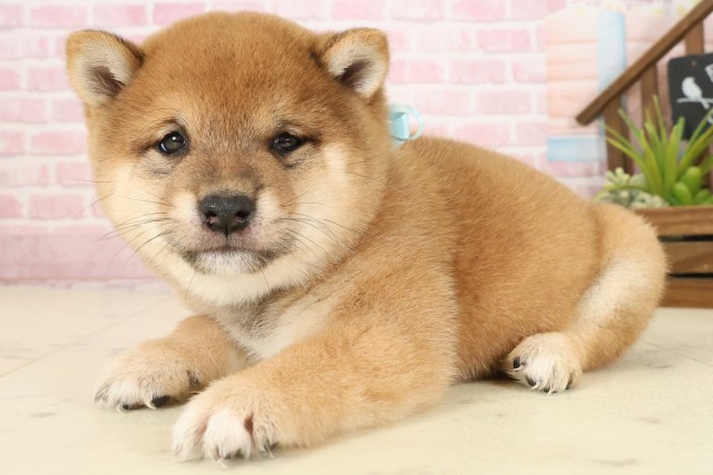 福岡県の豆柴 (Coo&RIKU福岡西店/2025年9月27日生まれ/男の子/赤)の子犬の3枚目の画像