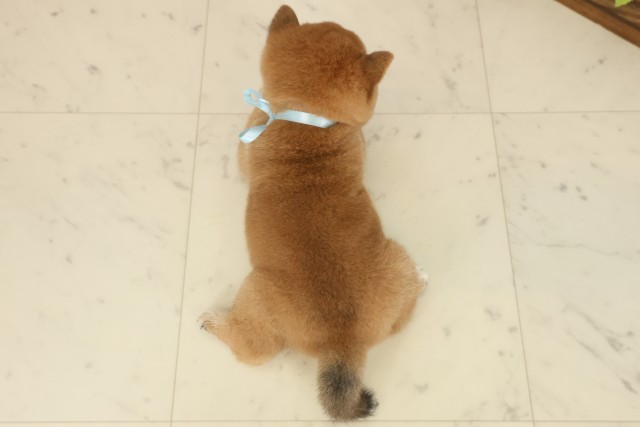 福岡県の豆柴 (Coo&RIKU福岡西店/2025年9月27日生まれ/男の子/赤)の子犬の4枚目の画像