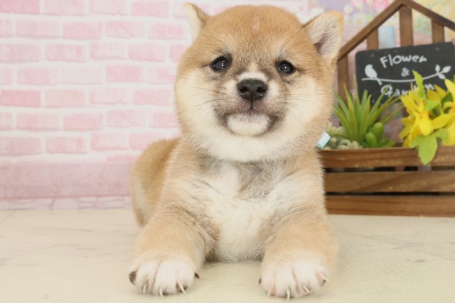 佐賀県の豆柴 (Coo&RIKU佐賀神埼店/2025年9月27日生まれ/男の子/赤)の子犬の1枚目の画像