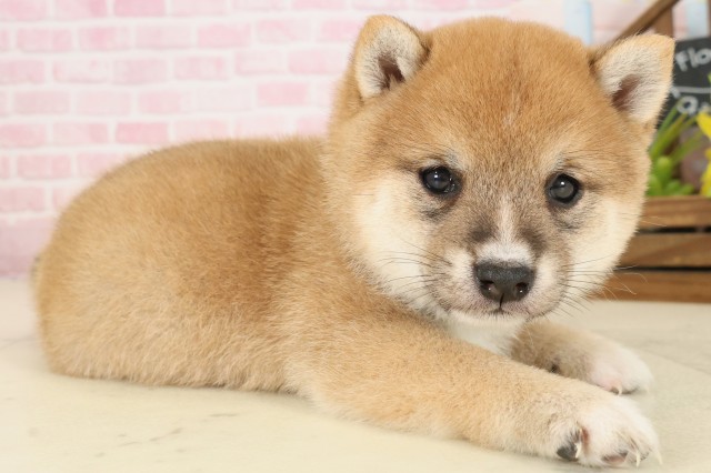 佐賀県の豆柴 (Coo&RIKU佐賀神埼店/2025年9月27日生まれ/男の子/赤)の子犬の2枚目の画像