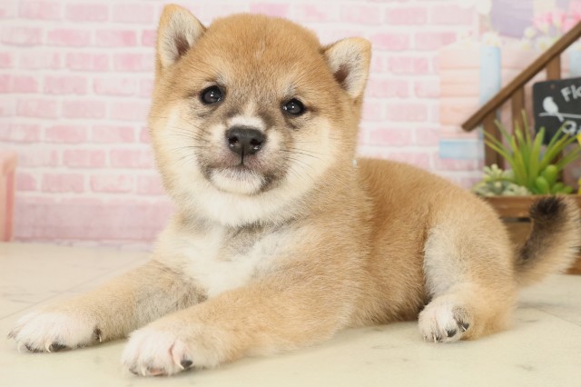 佐賀県の豆柴 (Coo&RIKU佐賀神埼店/2025年9月27日生まれ/男の子/赤)の子犬の3枚目の画像