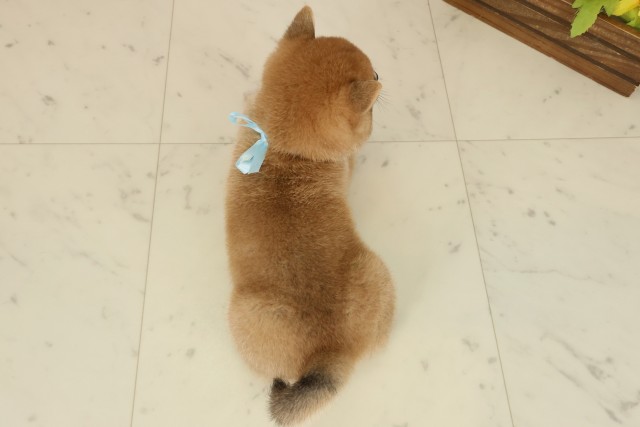 佐賀県の豆柴 (Coo&RIKU佐賀神埼店/2025年9月27日生まれ/男の子/赤)の子犬の4枚目の画像