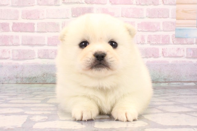 滋賀県のハーフ犬・ミックス犬 (Coo&RIKU滋賀草津店/2025年9月26日生まれ/女の子/白)の子犬の1枚目の画像