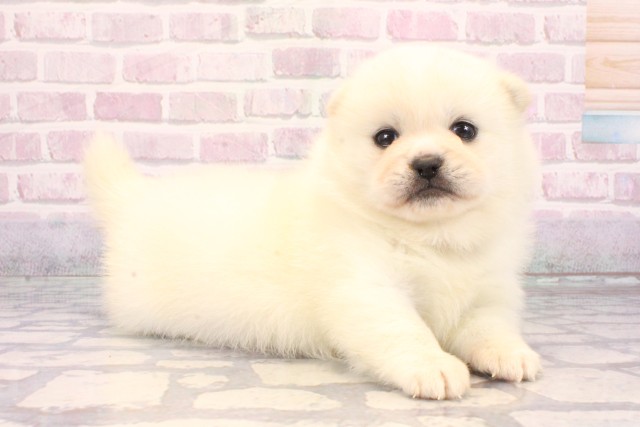 滋賀県のハーフ犬・ミックス犬 (Coo&RIKU滋賀草津店/2025年9月26日生まれ/女の子/白)の子犬の2枚目の画像