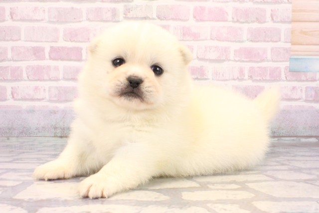 滋賀県のハーフ犬・ミックス犬 (Coo&RIKU滋賀草津店/2025年9月26日生まれ/女の子/白)の子犬の3枚目の画像