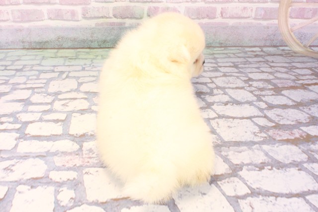 滋賀県のハーフ犬・ミックス犬 (Coo&RIKU滋賀草津店/2025年9月26日生まれ/女の子/白)の子犬の4枚目の画像