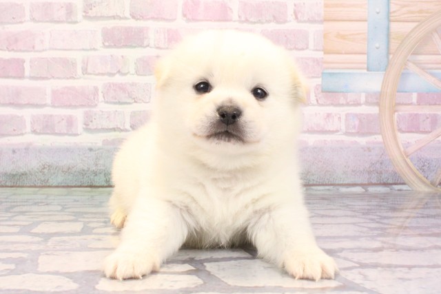 大阪府のハーフ犬・ミックス犬 (Coo&RIKU高槻店/2025年9月26日生まれ/男の子/白)の子犬の1枚目の画像