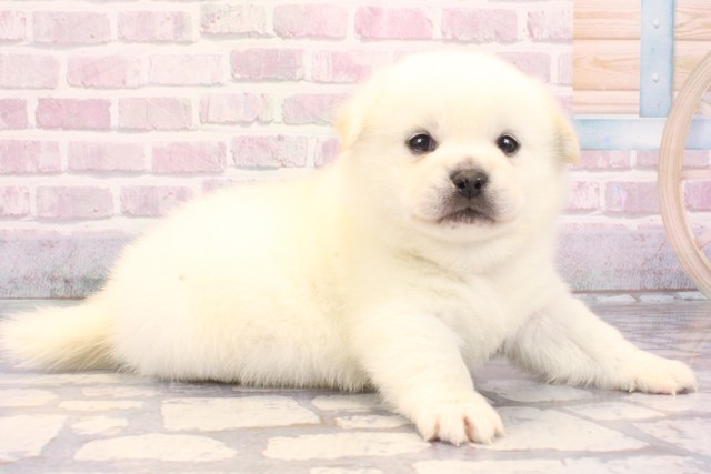 大阪府のハーフ犬・ミックス犬 (Coo&RIKU高槻店/2025年9月26日生まれ/男の子/白)の子犬の2枚目の画像