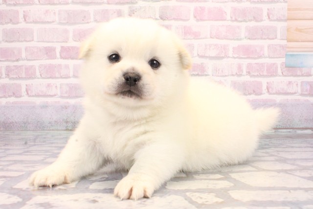 大阪府のハーフ犬・ミックス犬 (Coo&RIKU高槻店/2025年9月26日生まれ/男の子/白)の子犬の3枚目の画像