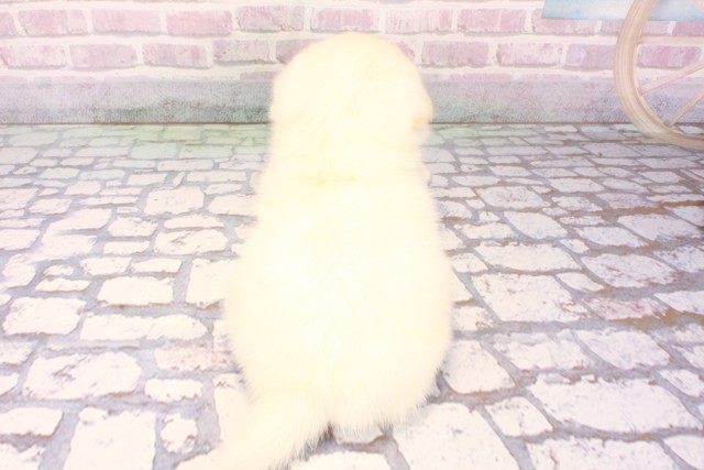 大阪府のハーフ犬・ミックス犬 (Coo&RIKU高槻店/2025年9月26日生まれ/男の子/白)の子犬の4枚目の画像