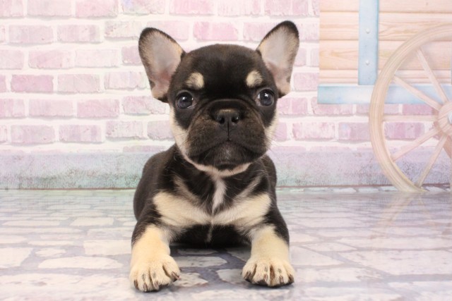 フレンチブルドッグ