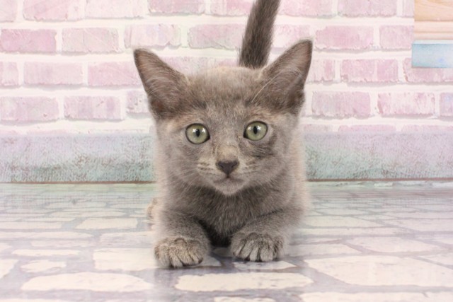 京都府のロシアンブルー (Coo&RIKU京都河原町店/2025年9月21日生まれ/男の子/ブルー)の子猫の1枚目の画像
