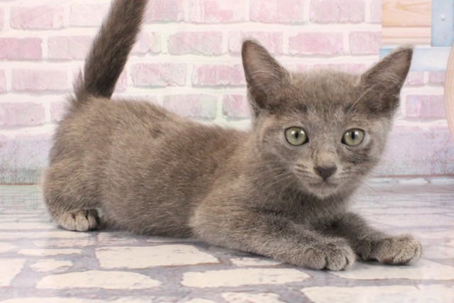 京都府のロシアンブルー (Coo&RIKU京都河原町店/2025年9月21日生まれ/男の子/ブルー)の子猫の2枚目の画像