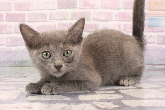 京都府のロシアンブルー (Coo&RIKU京都河原町店/2025年9月21日生まれ/男の子/ブルー)の子猫の3枚目の画像